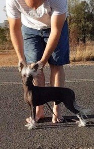 chinese crested gumtree